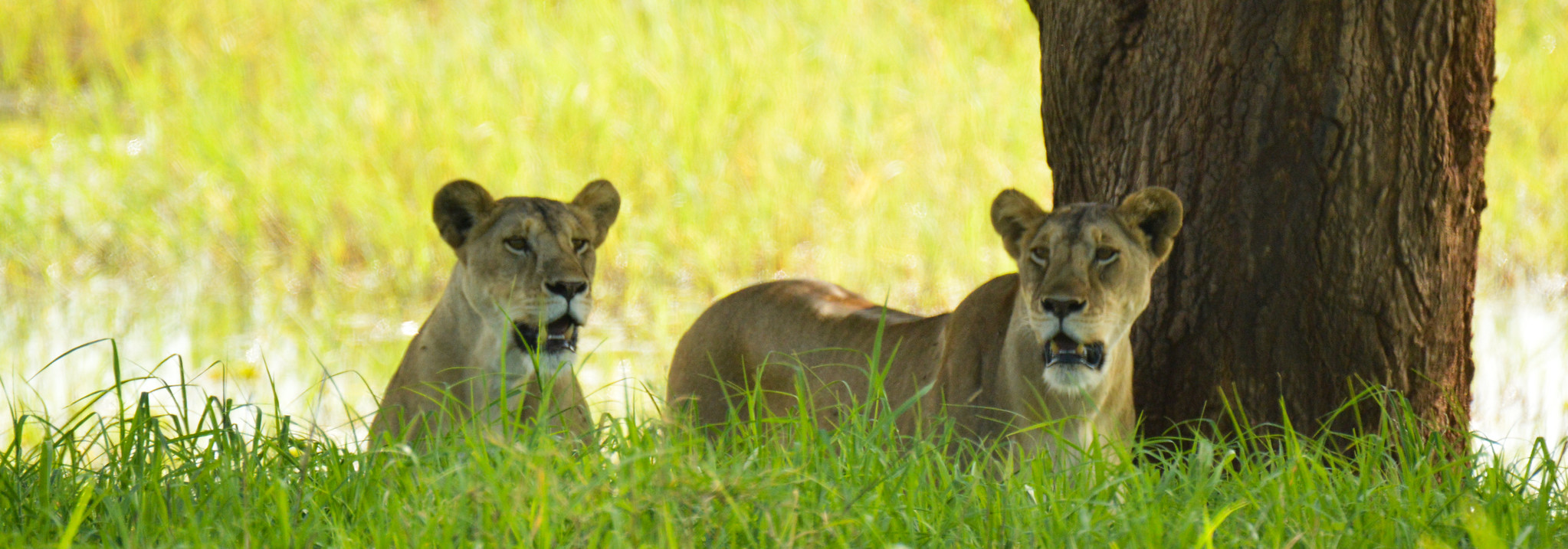 5 Days Wildlife safari in Tanzania