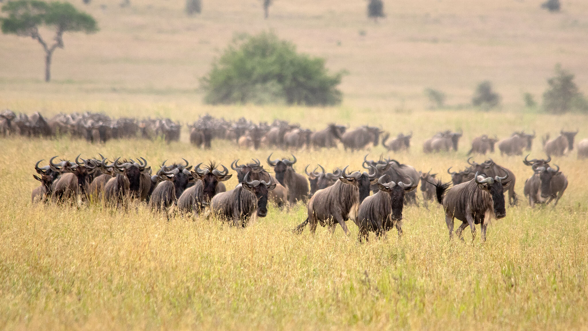5-Day Safari in Serengeti – Experience the Thrill of the Wildebeest Migration