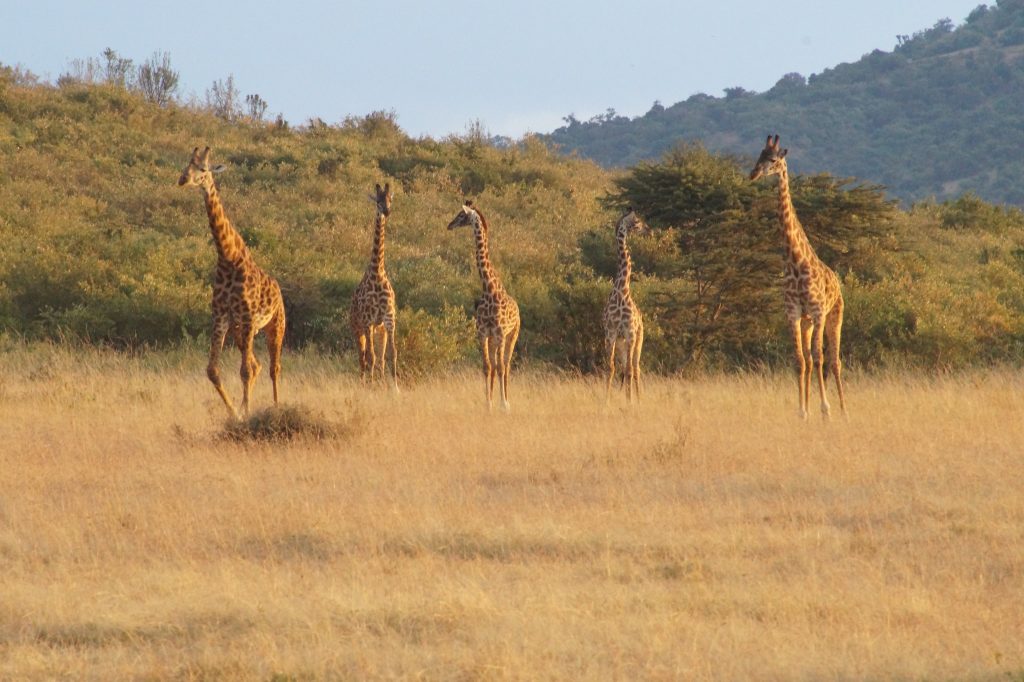 8 Days Tanzania Mid-range Safari