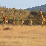 8 Days Tanzania Mid-range Safari