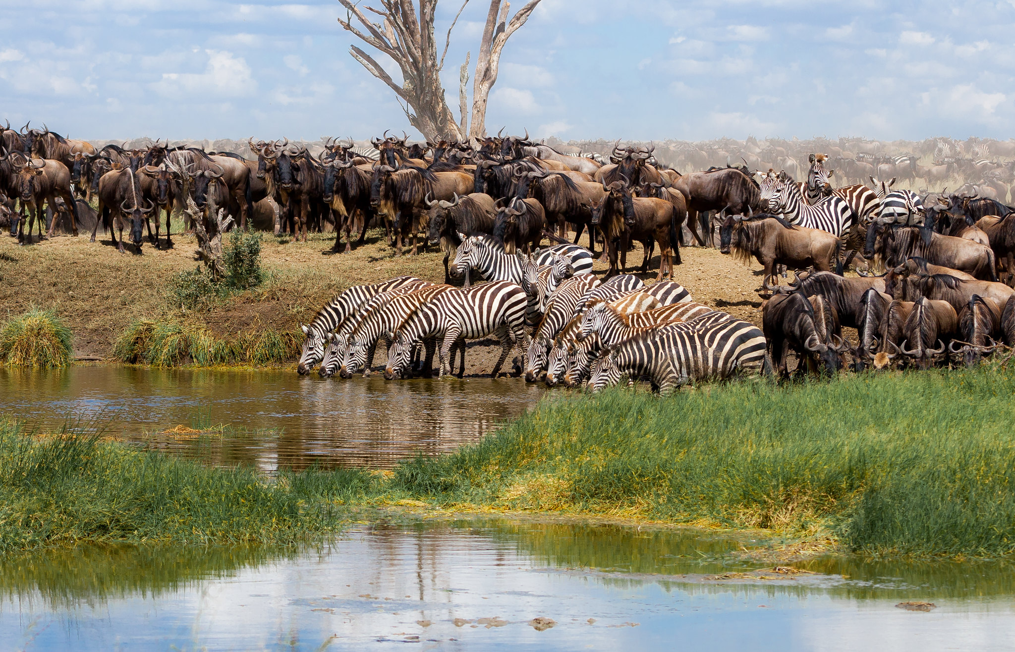 8 days Great Wildebeest Safari