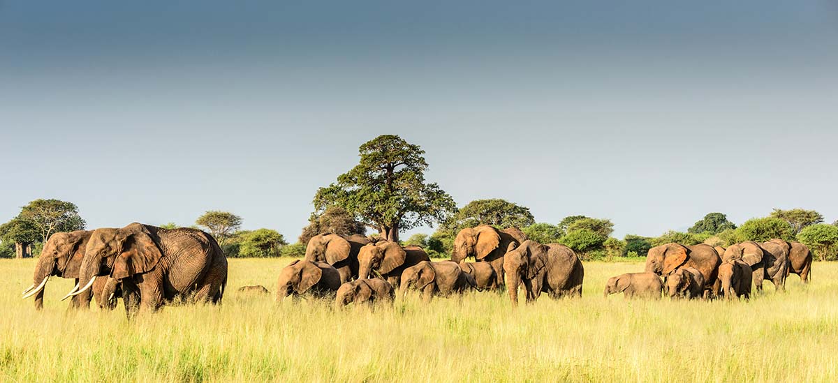12 Days Wildlife Safari in Tanzania